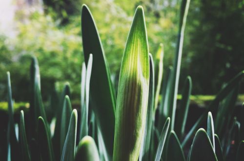 plant spring growth