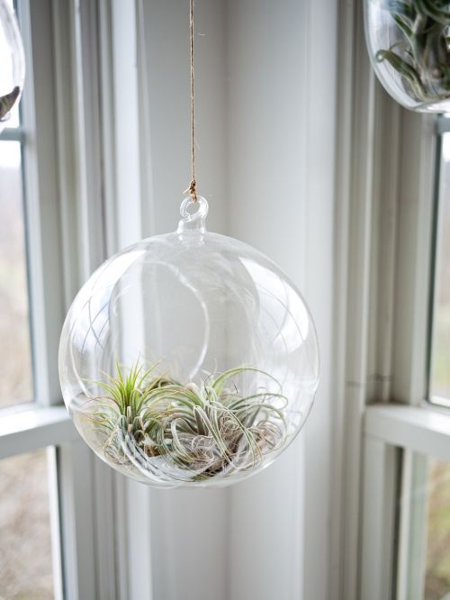 plant glass glasshouse