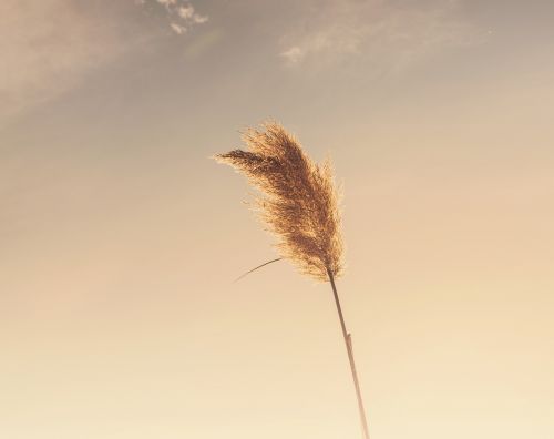 plant sky sunset