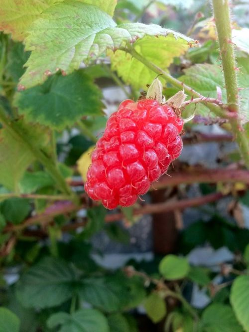 plant fruit grapes