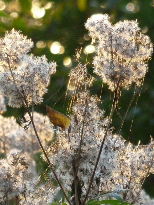 plant nature sun