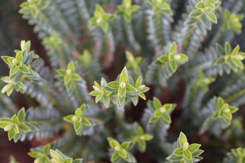 plant green macro