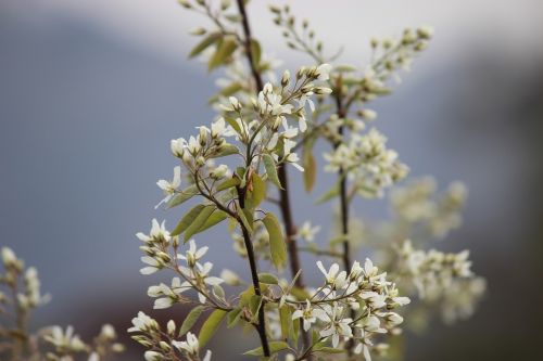 plant tree blossom