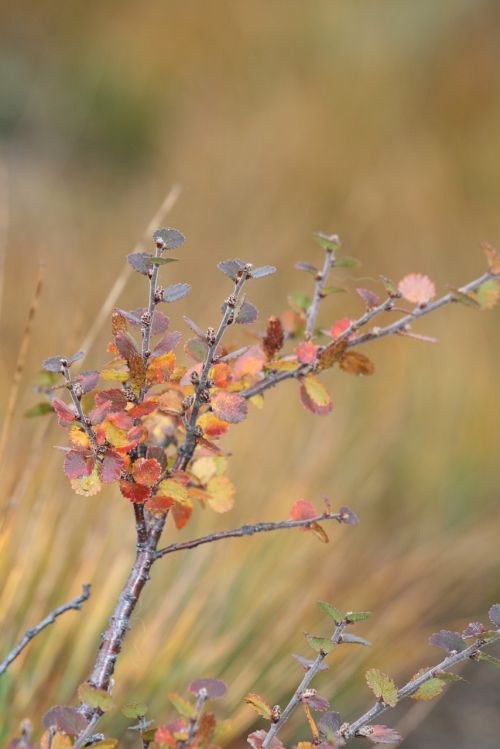 plant flora nature