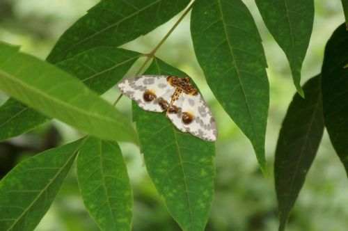 plant moths insect