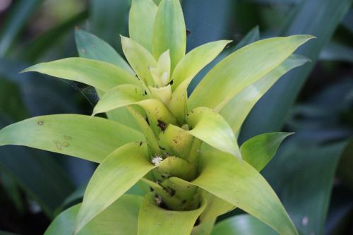 plant green flora