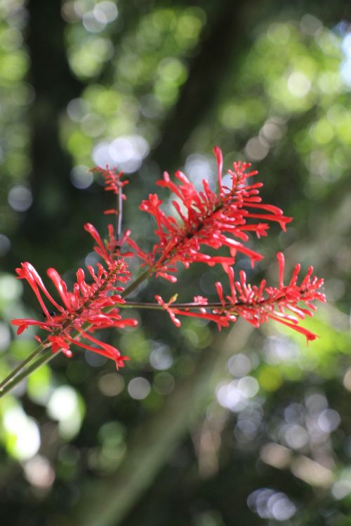 plant red flora