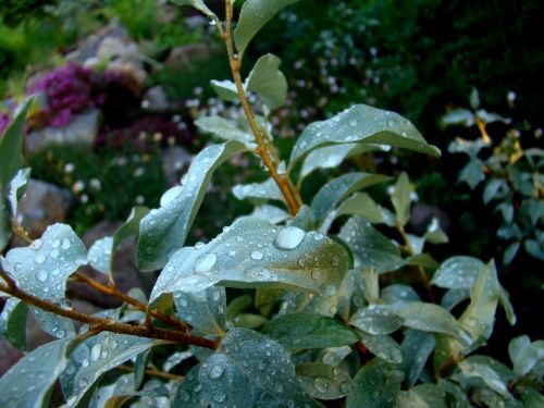 plant leaf water drops