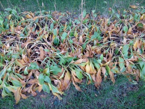 plant autumn leaf