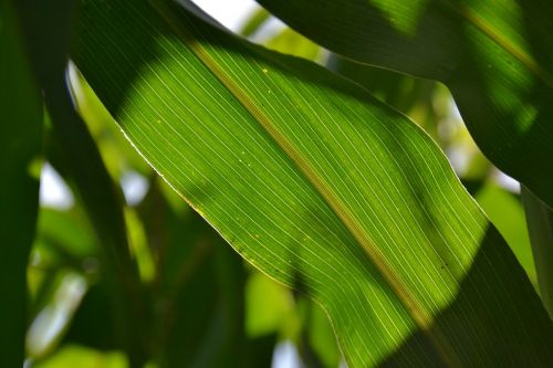 plant leaf green