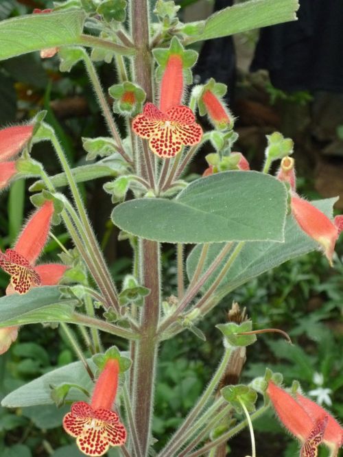 plant flowers red