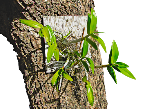 plant orchid tree