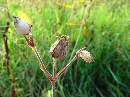 plant grass nature