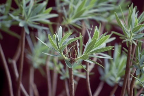 plant detail green