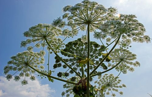 heracleum mantegazzianum bereklouw plant