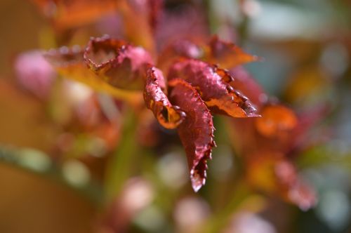 plant rose leaves