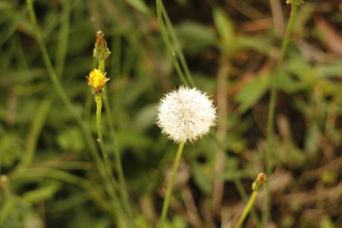 plant nature flower