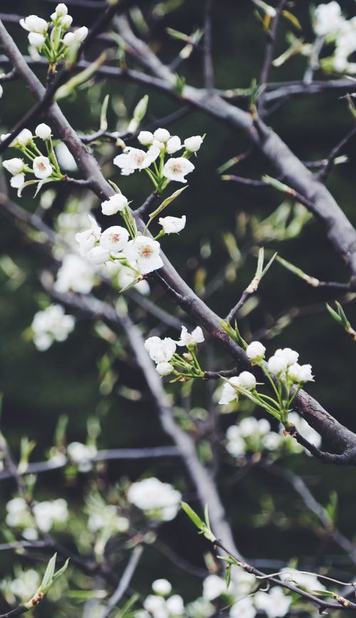 plant tree spring