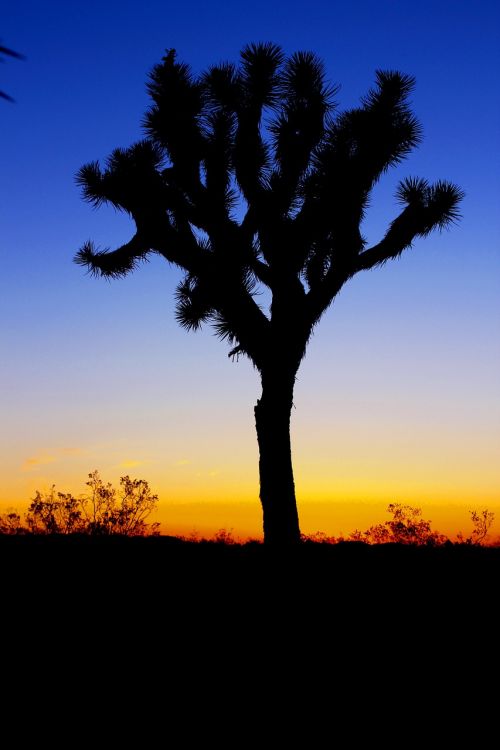 plant tree nature