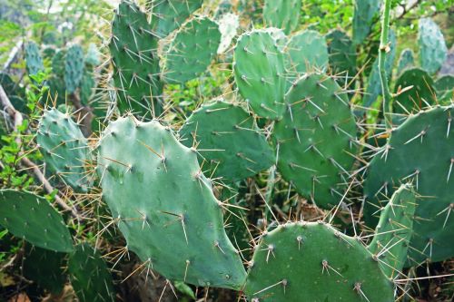 plant cactus nature