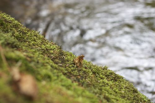 plant green moss