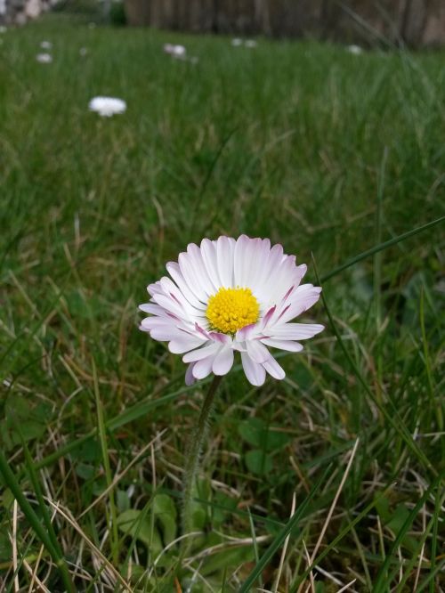 plant flower white