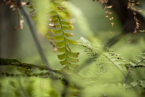 plant abstract blurred