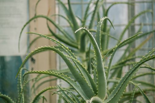 plant cactus succulent