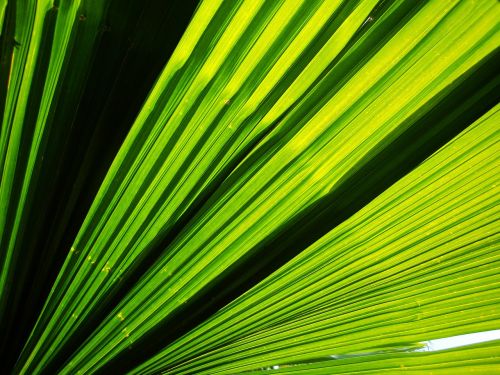 plant leaf rainforest