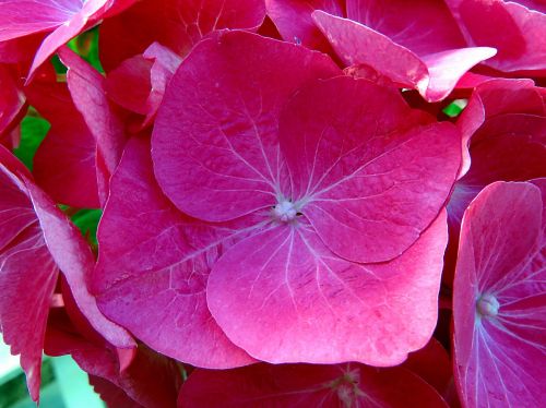 plant flower pink