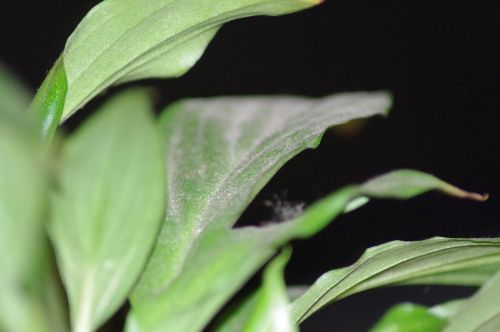 plant leaves green