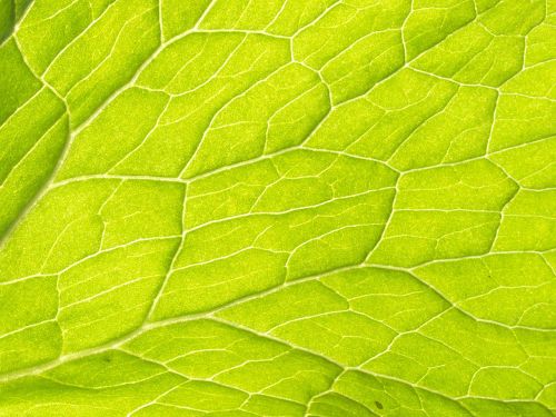 plant leaf veins water transport