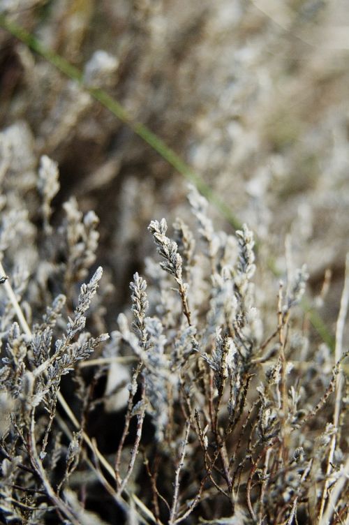 plant floral nature