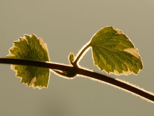 plant leaf back light