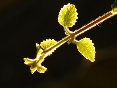 plant leaf back light