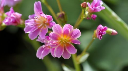 plant flower flowers