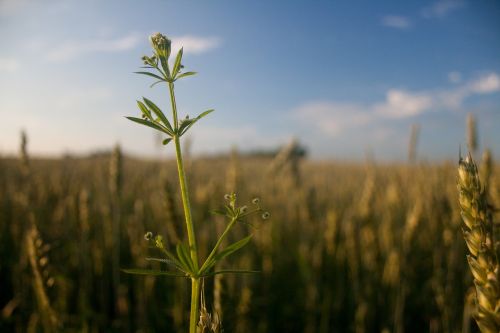 plant outdoors nature