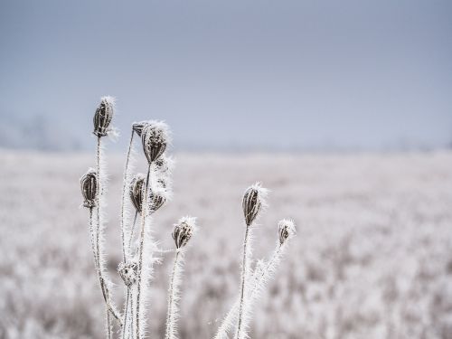 plant frozen winter
