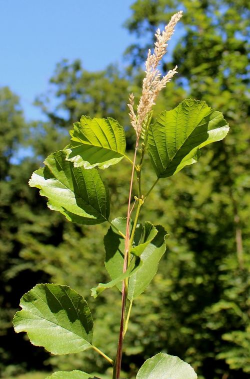 plant blade of grass branch