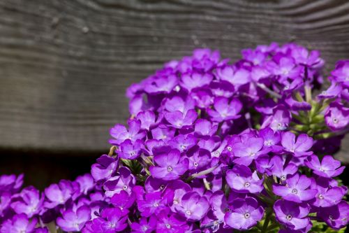 plant purple plants