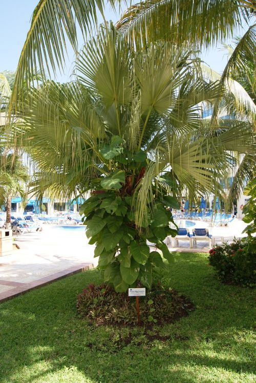 plant palm tree green