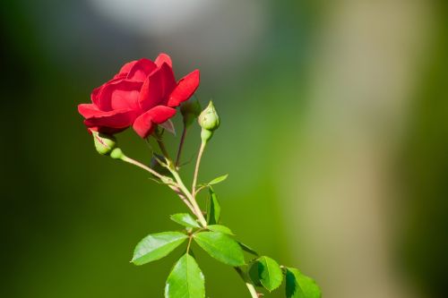 plant flowers rose