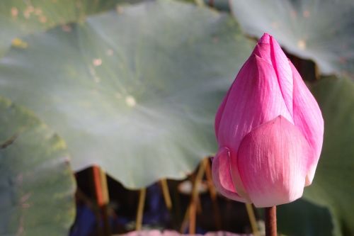 plant pink lotus lotus leaf