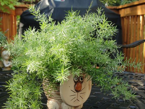 plant cat pot