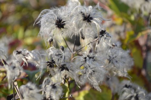 plant flower plants