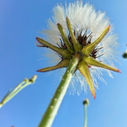 plant forest flower