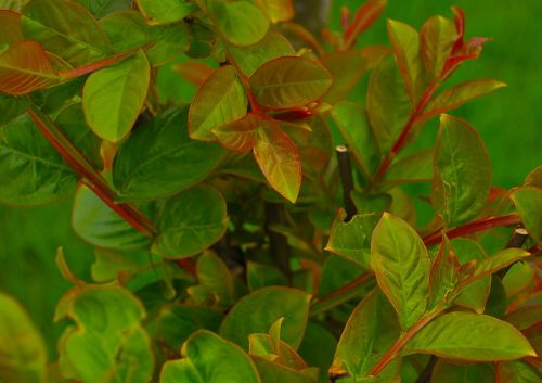 plant green leaves