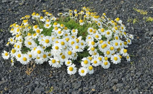 plant marguerite iceland