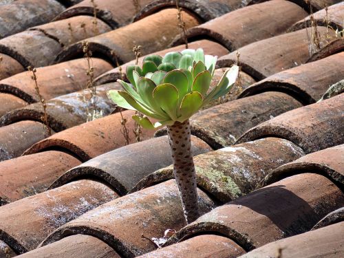 plant roof leaf