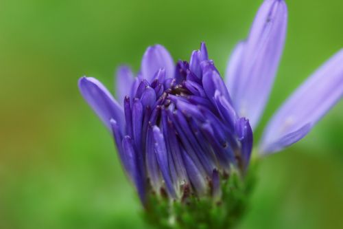 plant macro flower